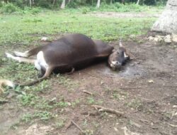 Puluhan Sapi Di Desa Mokupo Mati Mendadak Akibat Keracunan Dan Bangkai Sapi Diduga Diperjual Belikan Oleh Oknum Tidak Bertanggung Jawab 